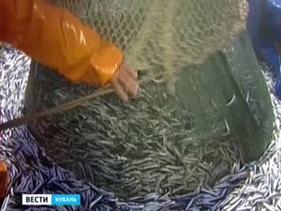 В Азовское море выпустят мальков судака и тарани