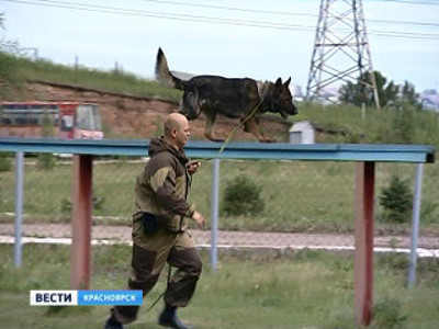 В красноярском питомнике МВД будут выводить элитных собак