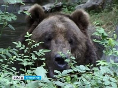 В Ергаках на супружескую пару напал медведь