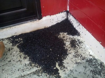 Магнитогорск атаковали полчища неизвестных жуков