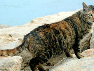 Власти Австралии планируют уничтожить два миллиона бродячих кошек за пять лет