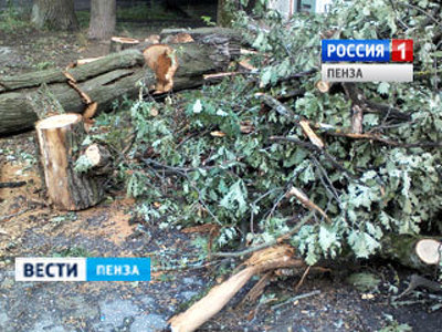 В Пензенской области незаконно вырубили деревья на полмиллиона рублей