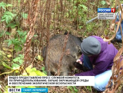 На юго-западе Петербурга поймали кабана, который накануне напуга горожан