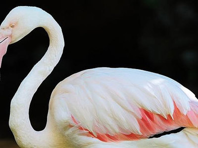 Фламинго заблудились: птицы приземлились в заснеженном Кузбассе