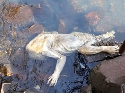 В Парагвае нашли тело чупакабры. Видео