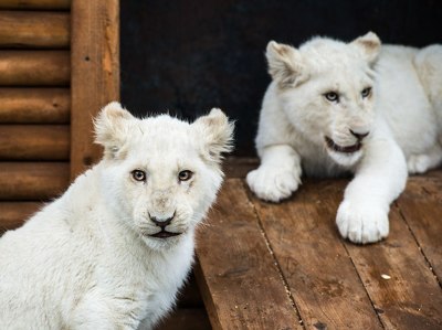 Городу Иваново подарят двух белых львят