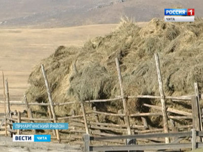 Ущерб сельскому хозяйству Приаргунского района наносит возросшая популяция волков