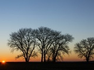 Химки не будут застраивать Сходненский лес