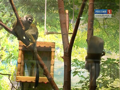 Челябинский зоопарк сознался в подмене сбежавшей обезьянки