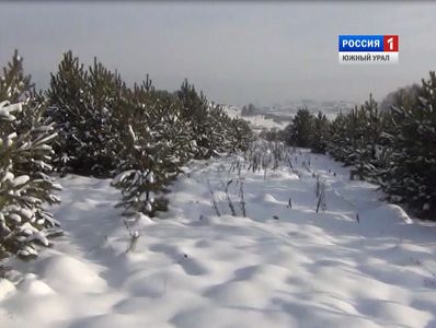 Более 300 елей незаконно вырубили в Челябинской области