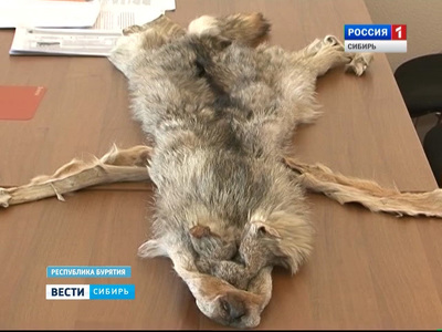 В хозяйствах Бурятии борются с волками, нападающими на скот