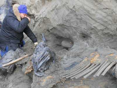 Следы орудий на костях мамонта Жени отодвинули сроки заселения Арктики