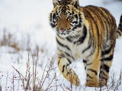 Найденный на "Земле леопарда" тигренок не справился с последствиями истощения