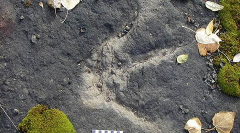 В Канаде нашли тропу динозавров, которой более 100 млн лет