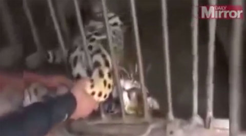 Индиец залез в клетку к ягуару, чтобы его погладить. Видео