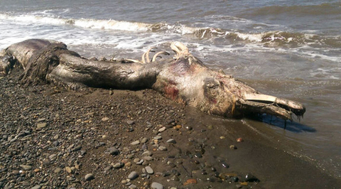 Останки неопознанного гигантского существа выбросило на берег Сахалина