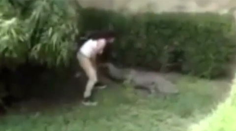 Посетительница зоопарка прыгнула в загон к крокодилам. Видео