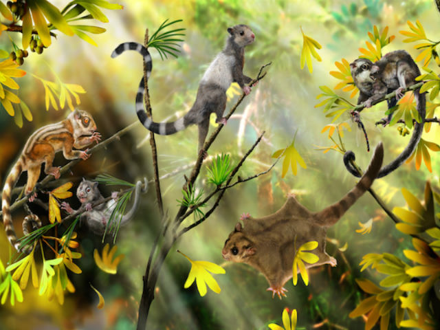 Древние белкообразные, скорее всего, прекрасно лазали по деревьям (иллюстрация Zhao Chuang). 