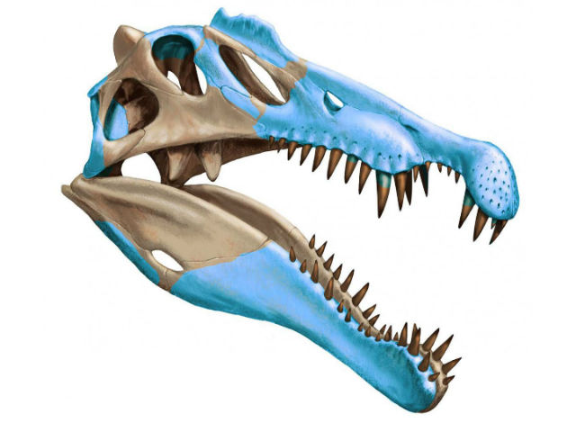  Реконструкция черепа Spinosaurus aegyptiacus, созданная по найденным костям (иллюстрация Davide Bonadonna, Ibrahim).