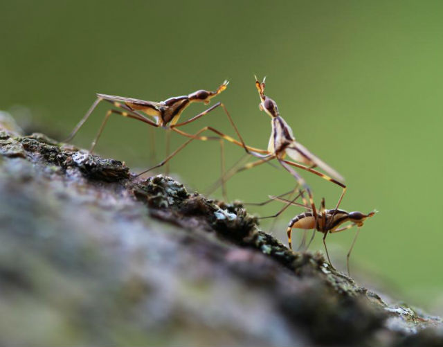 Австралийские мухи вернули интригу в противостояние классической генетики с предложенной Аристотелем идеей телегонии.