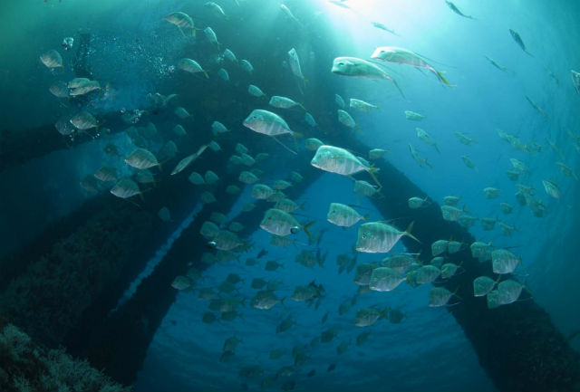 Несмотря на высокий риск, рыбы облюбовали нефтяные платформы, и предпочитают селиться под ними, нежели на природных рифах (фото Wikimedia Commons). 