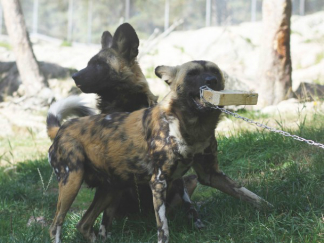 Африканские дикие собаки – одна из четырёх групп хищников, набросившихся на деревянные брусья, покрытые молекулярными ингредиентами крови, с таким же рвением, что и на блоки, обрызганные настоящей лошадиной кровью (фото Ulrica Skilberg).