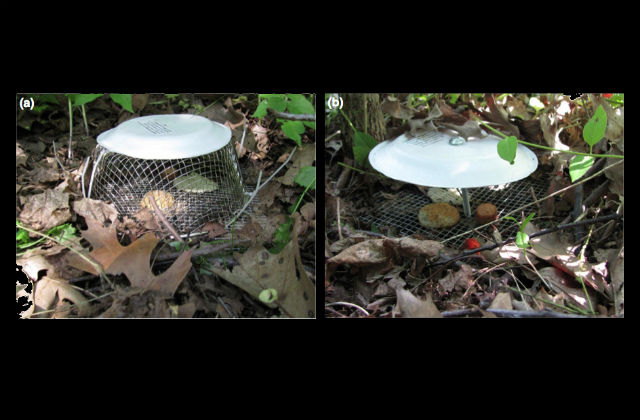 Для экспериментов было сооружено 2 типа лотков: открытых, для желающих перекусить любого размера, и обёрнутых сеткой – только для малых членистоногих (фото Youngsteadt et al.).