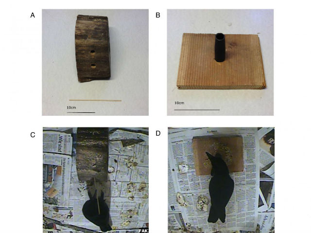 Эксперимент показал, что вороны используют противоположный глаз для слежения за орудием труда, которое они захватывают (иллюстрация Current Biology, Martinho III et al). 
