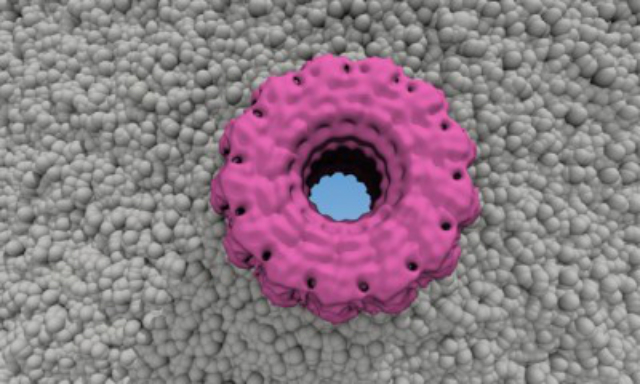Молекулы белка плевротолизина собираются в кольцо и "прожигают" пору в мембране клетки жертвы гриба (иллюстрация Monash University).
