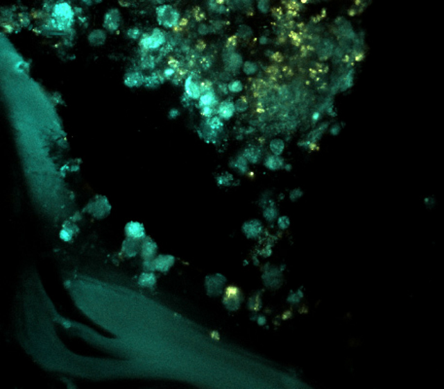 Ткани губки вида Xestos pongiamuta с жёлтыми гранулами полифосфатов (фото University of Maryland Center for Environmental Science/Fan Zhang). 