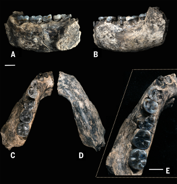 Экземпляр LD 350-1 почти на 400 тысяч лет старше всех известных на сегодняшний момент останков представителей рода Homo (фото William Kimbel). 