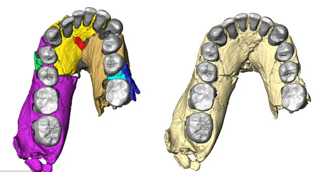 Реконструкция челюсти показывает, что она была куда более примитивной, нежели у человека прямоходящего или человека разумного, и была больше похожа на челюсть австралопитека афарского (иллюстрация Fred Spoor). 