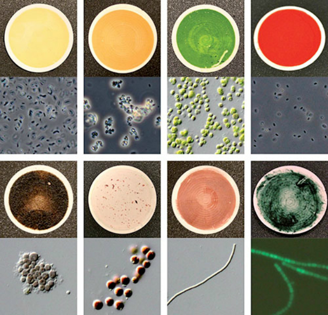 Восемь образцов из 137 микроорганизмов, используемых для измерения биосигнатуры для каталога цветовых подписей форм жизни Земли (фото Hegde/Max Planck Institute). 