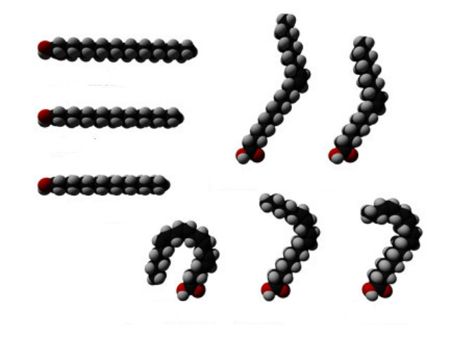 Жирные кислоты являются ключевыми компонентами клеточных мембран у всех форм жизни (иллюстрация Wikimedia Commons). 