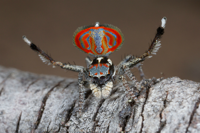 Вид паука Maratus elephans (фото J&uuml;rgen Otto).