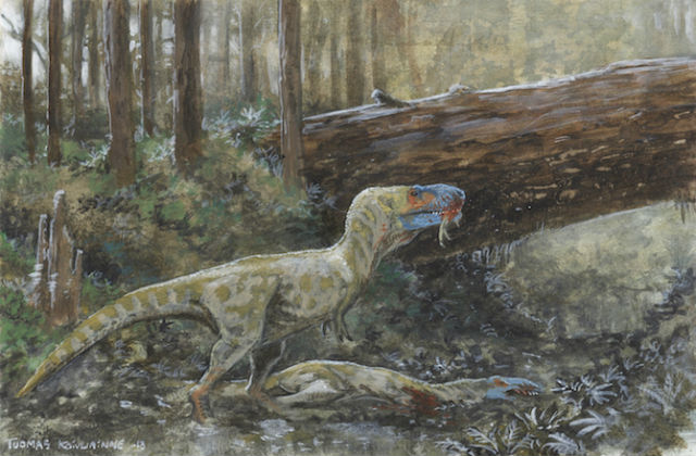 Дасплетозавр пожирает собрата (иллюстрация Tuomas Koivurinne). 