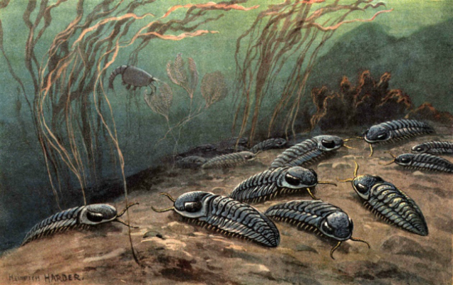 Трилобиты прожили примерно 270 миллионов лет, прежде чем исчезнуть в конце пермского периода (иллюстрация Florilegius / SSPL). 
