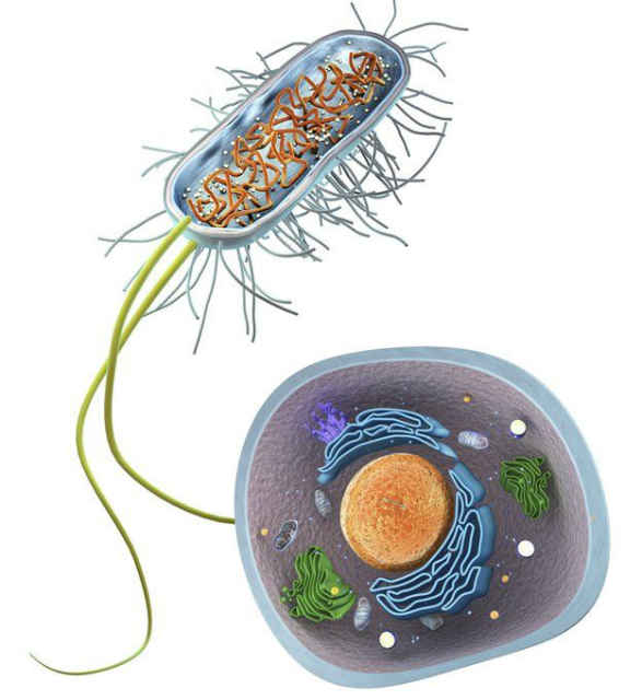 Сравнение прокариотической клетки (сверху) и эукариотической клетки (иллюстрация BBC).