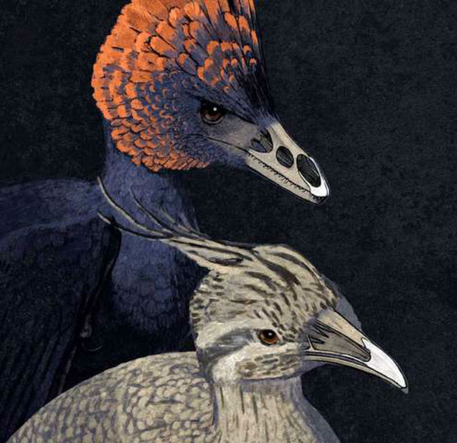 Художественная реконструкция одной из первых птиц &ndash; археоникса и современной тинаму с обозначенными нёбными и резцовыми межчелюстными костями (иллюстрация John Conway).
