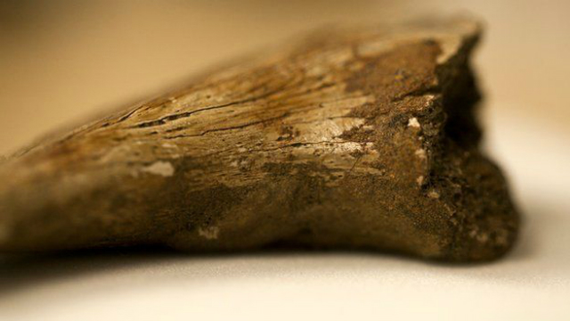 Клетки крови были обнаружены и на этом когте (фото Laurent Mekul).