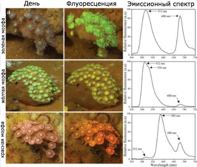 Кораллы продемонстрировали учёным свои возможности не только при дневном свете, но и в полной темноте (фото J&ouml;rg Wiedenmann/перевод Вести.Наука).