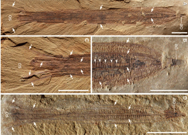 Окаменелые отпечатки гребневика вида Thaumactena ensis (фото Ou et al. Sci. Adv. 2015;1:e1500092).