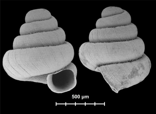 Другой вид, Angustopila subelevata, чуть побольше – его размеры в среднем составляют 0,87 мм, а иногда улитки вырастают и до 0,91 мм (фото Dr. Barna Pall-Gergely). 