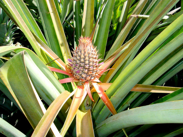 Геном ананаса помог раскрыть причину засухоустойчивости культуры (фото Robert Paull, University of Hawaii).
