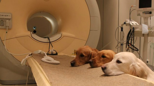 Экспериментальная команда у МРТ-сканера.