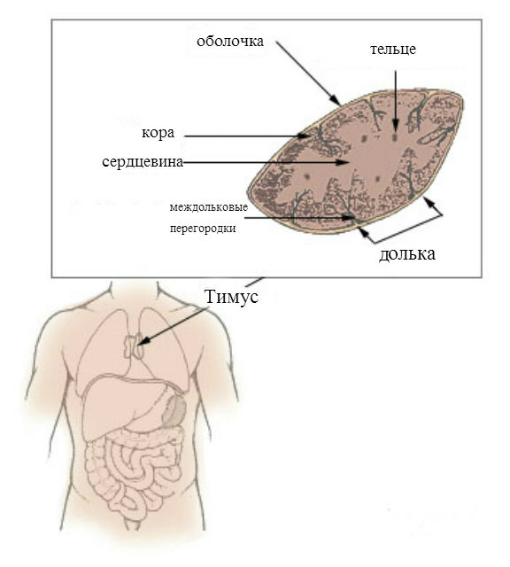 Строение тимуса человека (иллюстрация Arcadian/Wikimedia commons/перевод Вести.Наука).