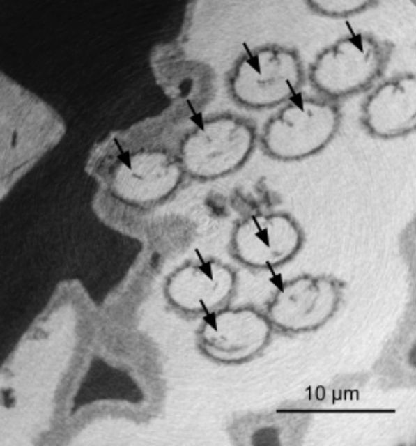 Стрелками на снимке обозначены ядра сперматозоидов (фото Matzke-Karasz). 