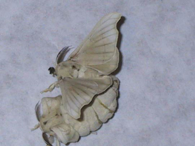 Спаривающиеся тутовые шелкопряды (фото Wikimedia Commons). 