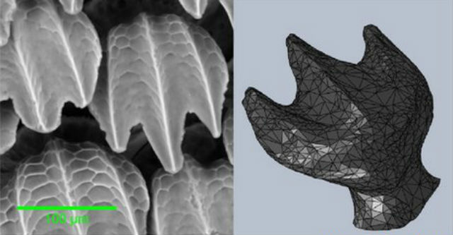 Искусственная акулья кожа и единичный зубчик (фото и иллюстрация Wen, Weaver, Lauder).