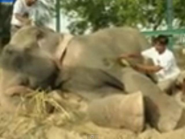  Слон, которого 50 лет держали в цепях, заплакал после освобождения  - фото 1